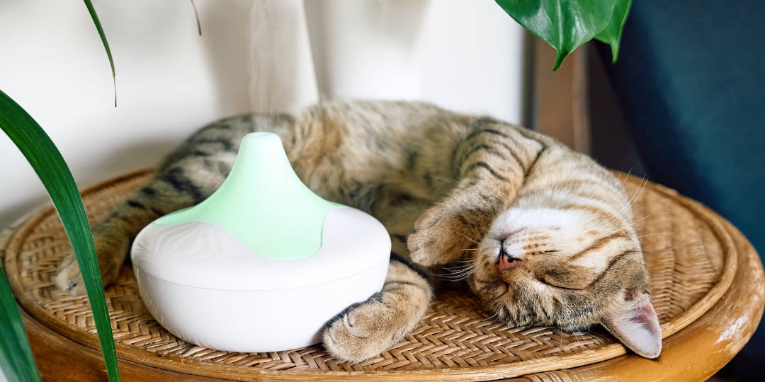 Huiles essentielles et animaux de compagnie: comment utiliser en toute sécurité