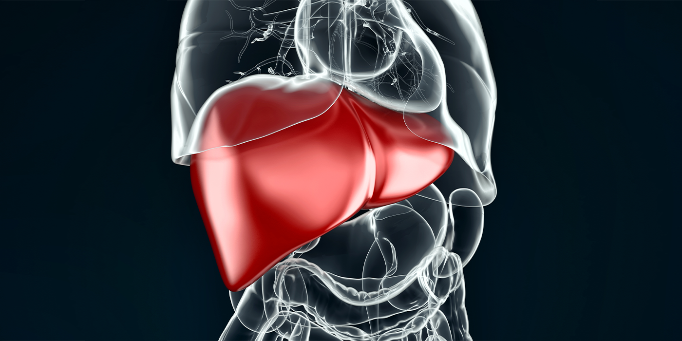 Le foie, un organe multifonctions