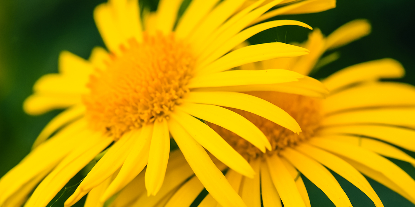 L'arnica, une arme redoutable contre la douleur et les entorses