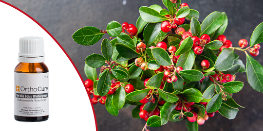 L'huile essentielle de Thé des bois (Gaultheria Procumbens)