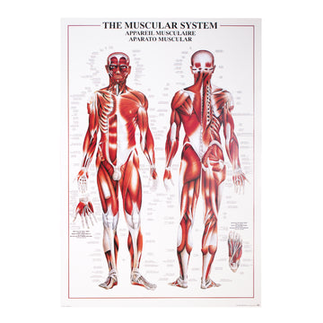 Affiche système musculaire